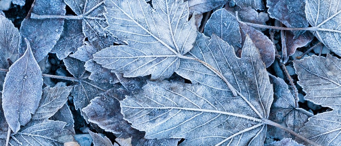 frosted leaves